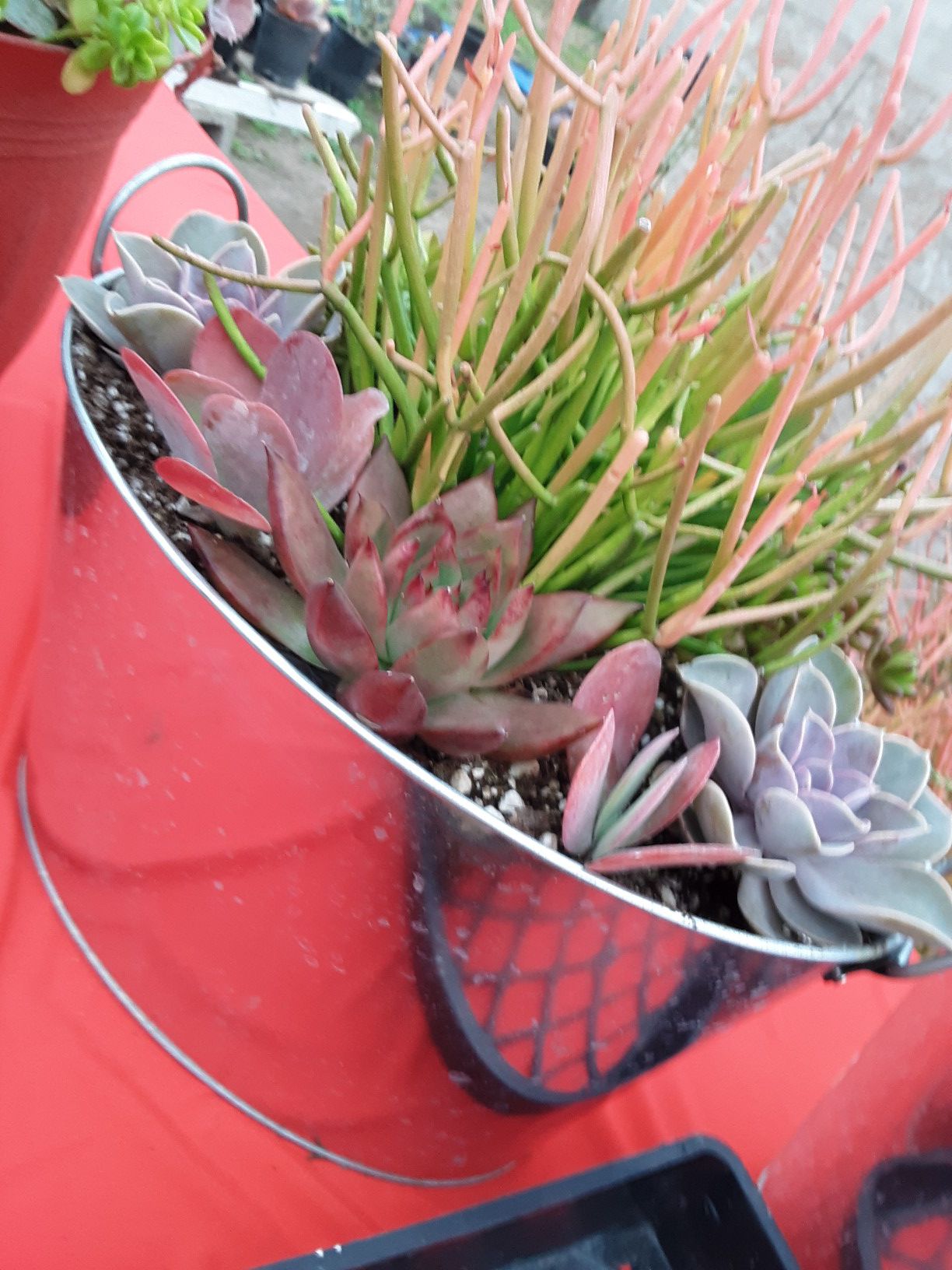 12" pot with succulent plants today only $20