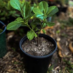 Jewels of Opar (Fame Flower) – Heat-Loving Edible Plant 🌸 