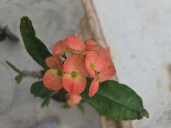 Unique Color, Corona de Cristo