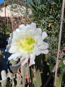 Cactus plant.