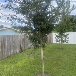 Newly Planted Trees 