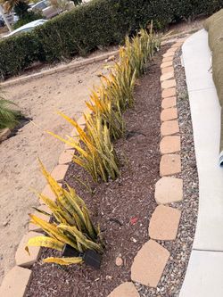 Free snake plants