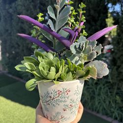 Christmas 🎄 Succulent 