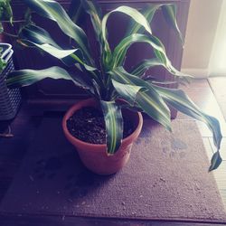 Dracaena Plant (Corn Plant)