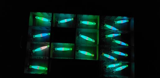 Squid jigs August 2021 