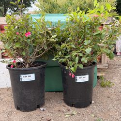 Java red weigela plants for sale