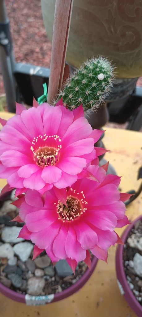 Beautiful Cactus.