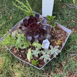 Plants Plants Plants!!!