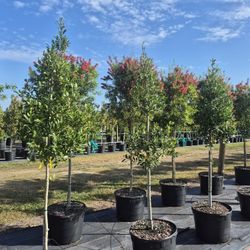 Bottle brush trees, eight foot tall, delivered and planted