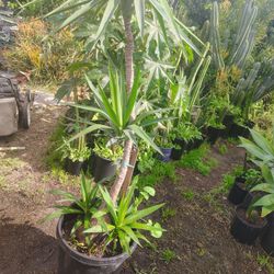 Yucca Tree Plant