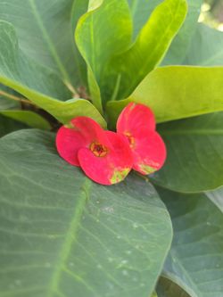 Planta