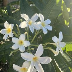 Large Plumeria Frangipani Tree 