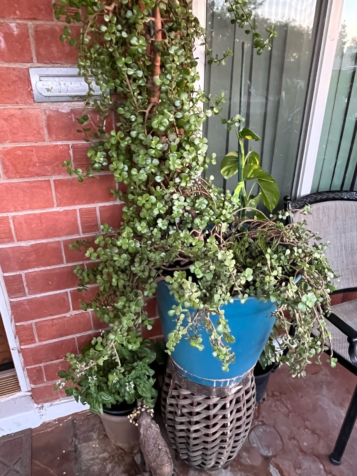 Part Seven of the so many plants available for purchase