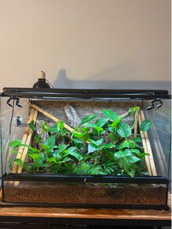 Madagascar giant day gecko enclosure