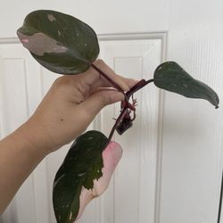 Philodendron Pink Princess Plant CUTTING- Rooted 