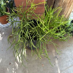 Fire Stick Plant $50 