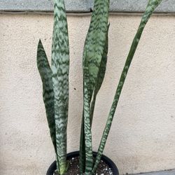 Snake Plant/Lengua De Suegra