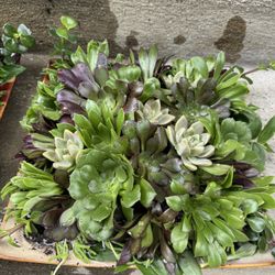 Succulent In A Big Square Plate 