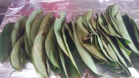 20  Organic Soursop Leaves