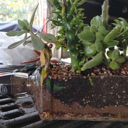 Succulents In A Bottle