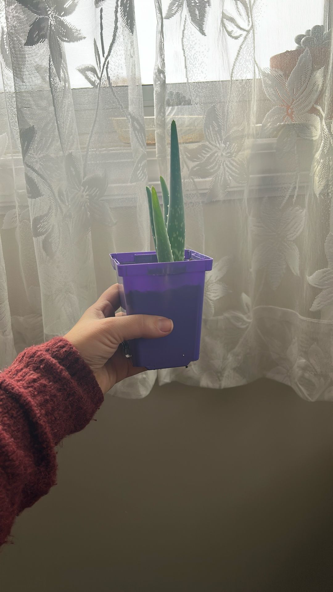 Aloe