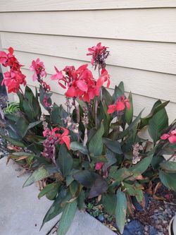 Cannas