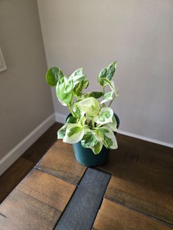 Live Plant