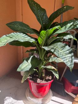 Large Dieffenbachia Plant in Red Pot
