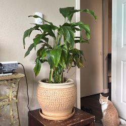 House Plant 