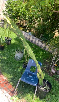 Cactus plant ready to go to the ground