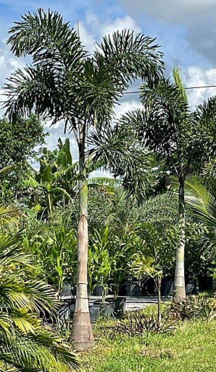 Foxtail Palms Available All Sizes.  Staring Medium $80 And Up 