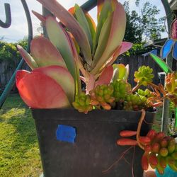 Kalanchoe Flapjacks Paddle Plant Thyrsiflora
