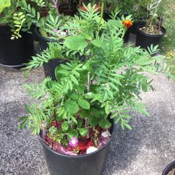 Enchanted Hybrid Tea Rose Scented