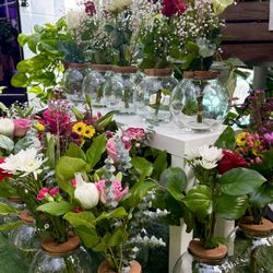 Flowers with propagation bottle $15 each or 2 for $25