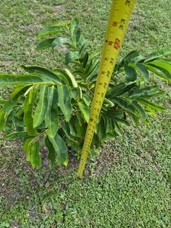 GUANABANA TREE....SOURSOP TREE