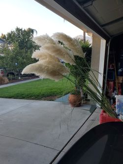 Over 6 Ft Tall Organic PAMPASS GRASSES Huge