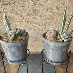Succulent And Cactus Plant