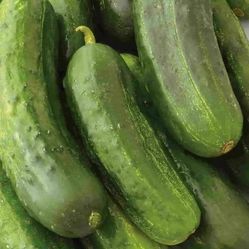 Organic bush cucumber plants. 2 Plants for$3