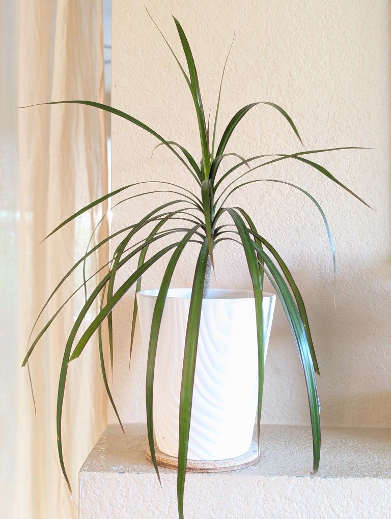Healthy Beautiful Indoor Plant(Dracaena)