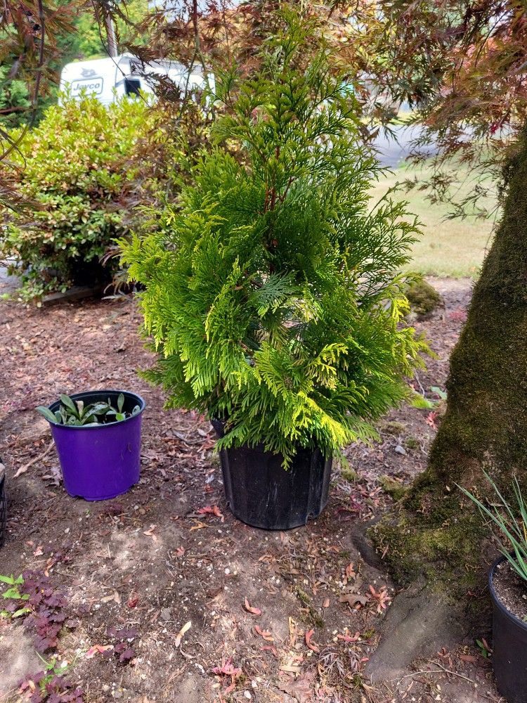 Big Beautiful Upright Landscape SHRUBS