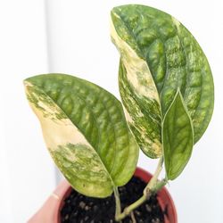 Collector's Plant: Monstera Karstenianum Peru Variegated 4" Pot - Indoor House Plants