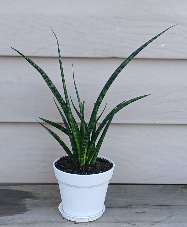 Fernwood Mikado Snake Plant 🪴