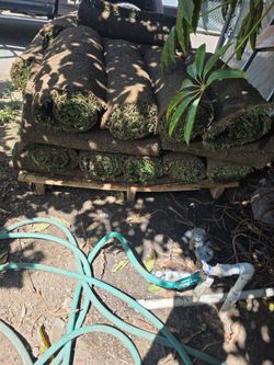 Tall fescue Sod