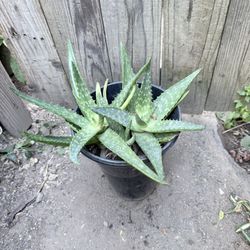 Aloe Vera Plant Sávila 