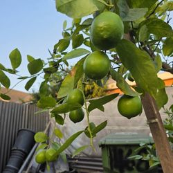 Arbol De Limon Persa 7' Pies  Sin Semilla