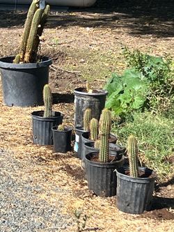 Potted Columnar Cacti in Black Nursery Pots