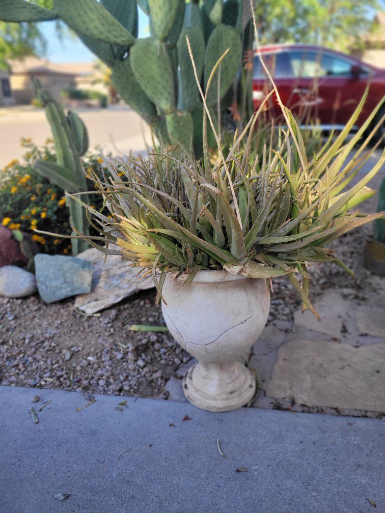 Aloe Plants  In Raised urn/pot