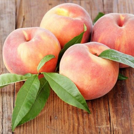 Grafted Dwarf Babcock White Peach Tree,New Products : American Fashion Style Bags On Sale