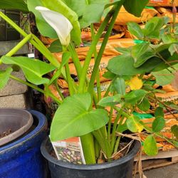 Calla Lily Plant In A Large Pot
