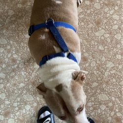 Adjustable Dog harness